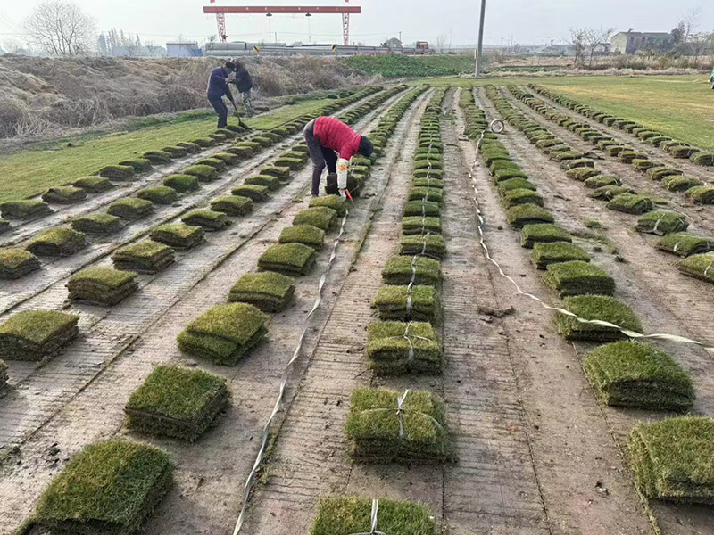 草坪出貨中